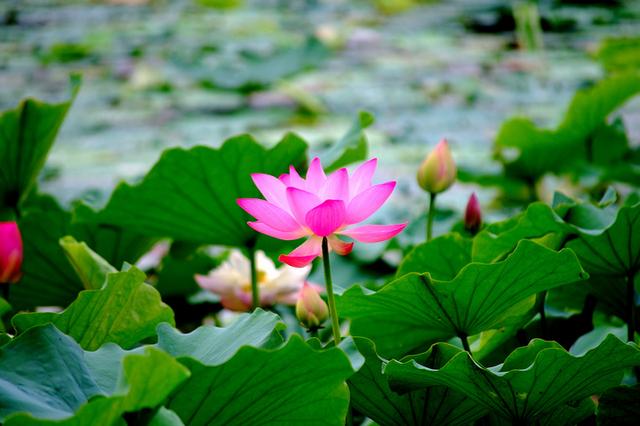 庭院设计师精心总结的15种适合庭院水池栽种的水生植物，建议收藏