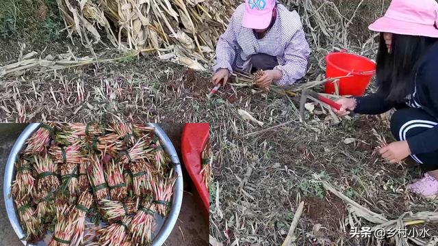 折耳根气味独特，你知道该怎么高产种植吗？做好这4点其实很简单