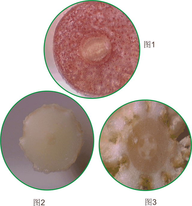 水培修根篇：水培植物如何修根？根部来一刀，水根长得好