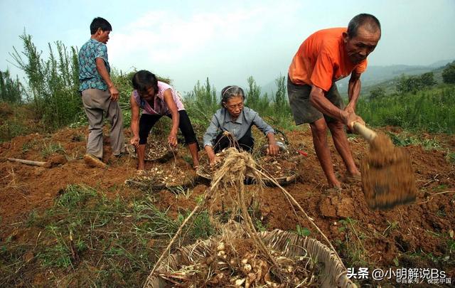 花生种植技术与管理指南！你了解多少？