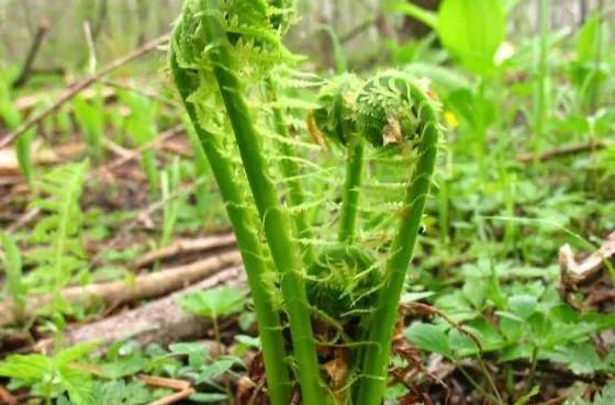 东北山野菜