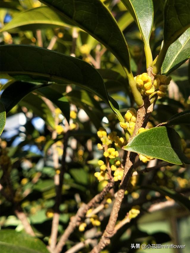 养桂花，学会4招，桂花砰砰爆花满枝头，满屋皆是醉人香