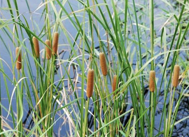 在池塘周围，生长着1种“香蒲草”，远看像“火腿”，奇特、珍贵