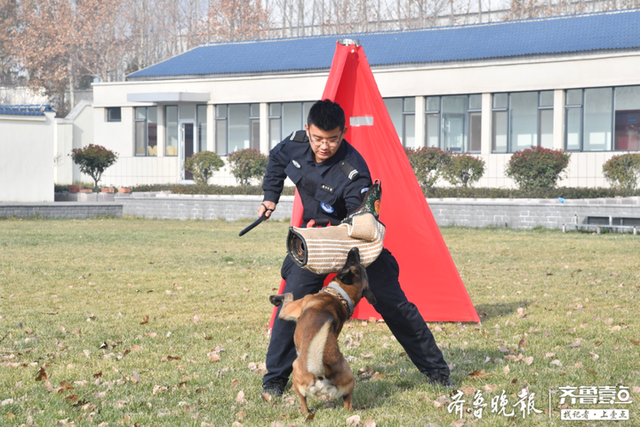 探秘警犬训练基地，原来这些特殊“警员”是这样“炼”成的