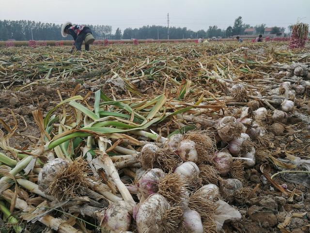 种大蒜好几年一种用三个方法，蒜头大、蒜苔粗，抗病还高产