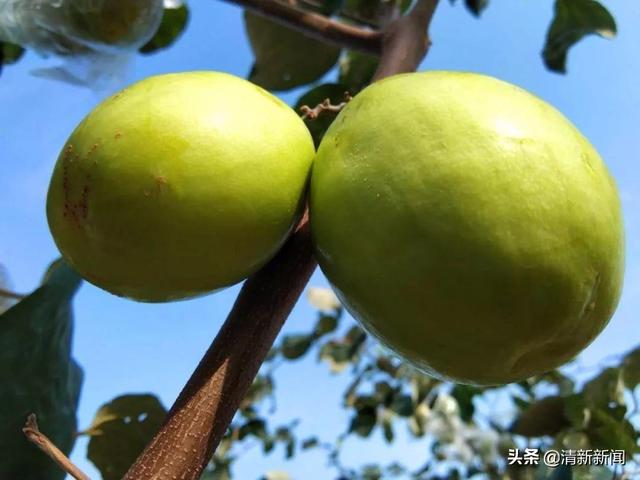 清甜爽脆的青枣，让你“枣”到初恋的感觉