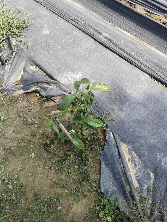 种植树苗生活开始