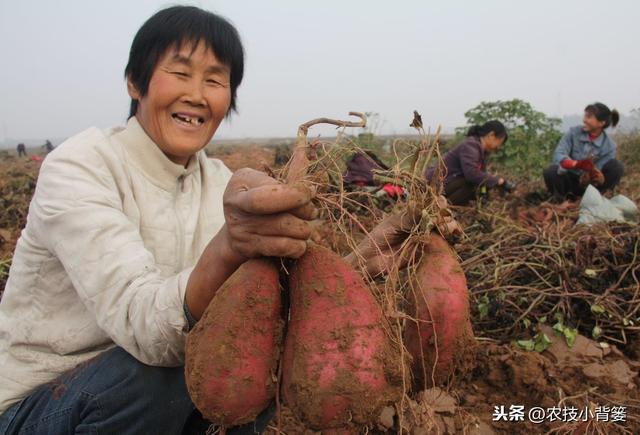 作物生长期磷肥用的巧，长势壮、用肥少，节本增产种植效益好