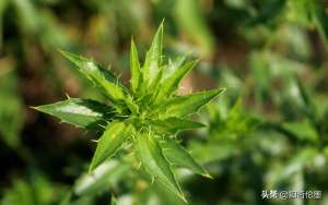 柴胡的种植成本(农村种植哪些中药材“钱”景好并且回本快？这3种药材是极佳选择)