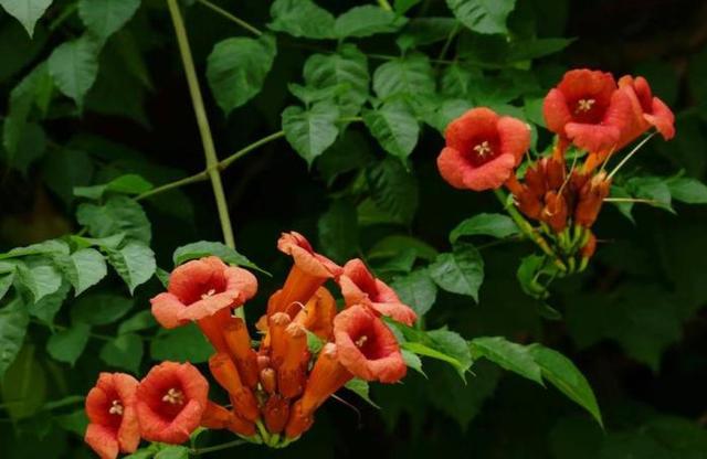 要种植凌霄花，需“志比天高”。学习好的方法种起来并不困难