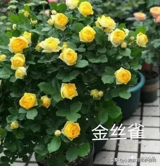 花中皇后月季花