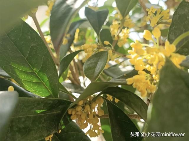 养桂花，学会4招，桂花砰砰爆花满枝头，满屋皆是醉人香