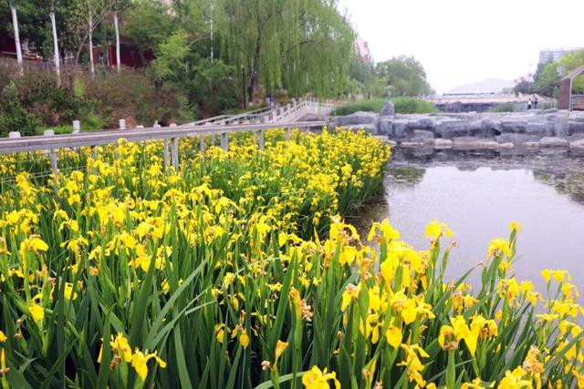 庭院设计师精心总结的15种适合庭院水池栽种的水生植物，建议收藏