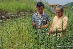 白芝麻种植(芝麻你真的会种吗？什么时候种植好？听老农和你说说细节)