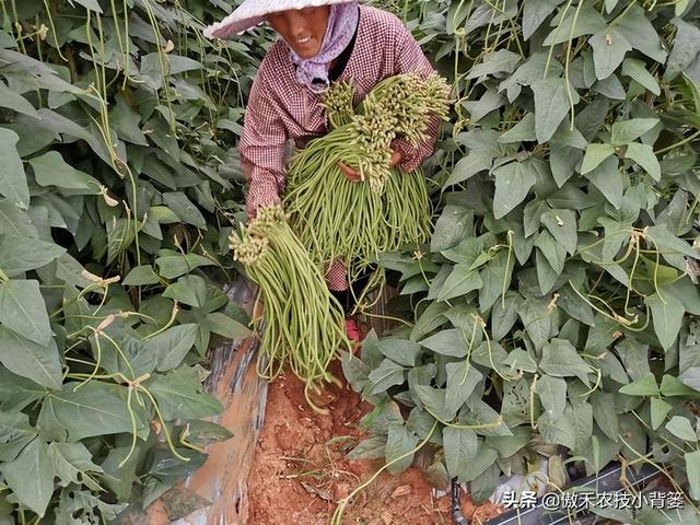 春季豆角怎样种植产量高？学会这些种植技巧，一茬一茬摘不完