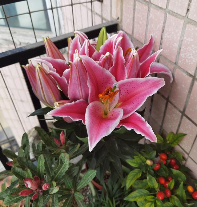 百合花的3个种植小技巧，开花“碗口大”，芳香美丽，连年开花