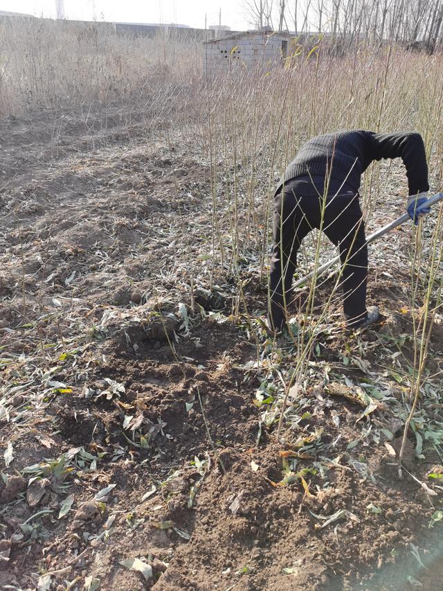 中油蟠8桃树苗品种特点与栽植技术