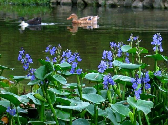 庭院设计师精心总结的15种适合庭院水池栽种的水生植物，建议收藏