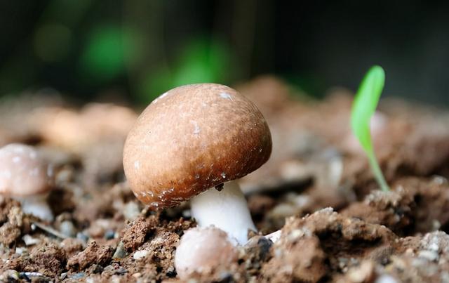 亩产30吨，种一次能收割15年！种植巨菌草真的可以赚钱吗？