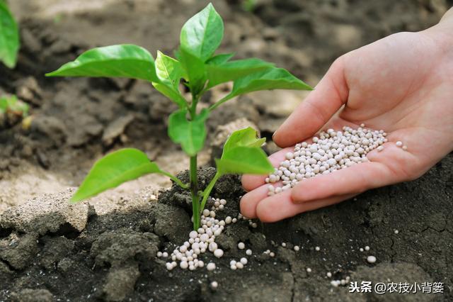 作物生长期磷肥用的巧，长势壮、用肥少，节本增产种植效益好