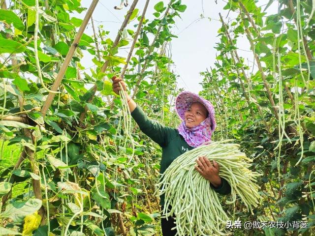 春季豆角怎样种植产量高？学会这些种植技巧，一茬一茬摘不完