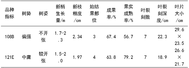 两个无花果品种在北京地区日光温室的引种表现