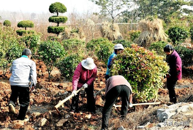 农田不能种树？以前种的“林”如何处理？2023年新安排来了