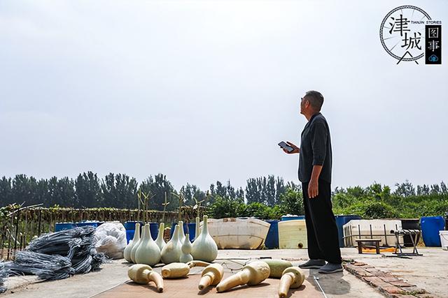 一样的水一样的地，天津农民怎么种出了“葫芦娃”？