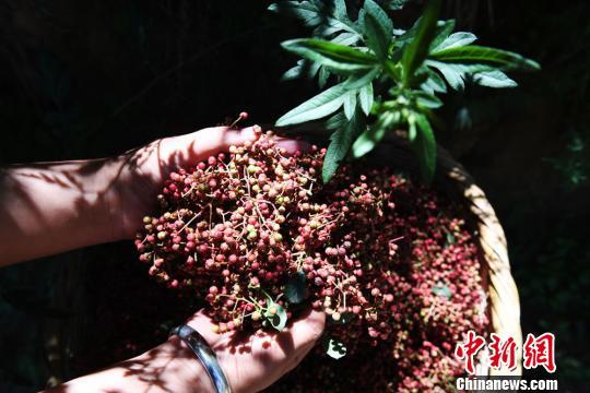 秦巴山区武都迎来花椒收获季