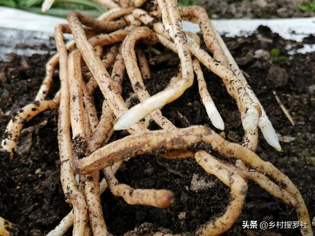 兰花根系不发达，是缺少肥料吗？学会5个小技巧，半年兰根挤满盆