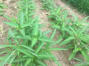 夏季叶菜种植技术(夏季想种叶菜，害怕长不好，试试这3种，天气越热长得越旺盛)