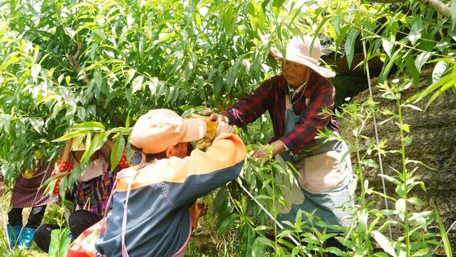 沿河：桃树挂满“致富果” 群众心头乐悠悠