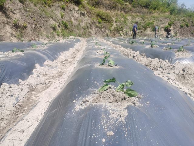 大地乡种植工业辣椒拓宽致富新渠道