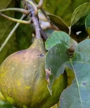 油桐树种植效益(很完美的油桐树)