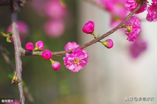 梅花种植技术，平时的养护技巧，这里告诉你