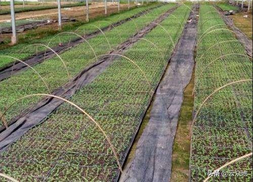 早辣椒避雨栽培的几项关键技术，可促进早熟，减少病虫害