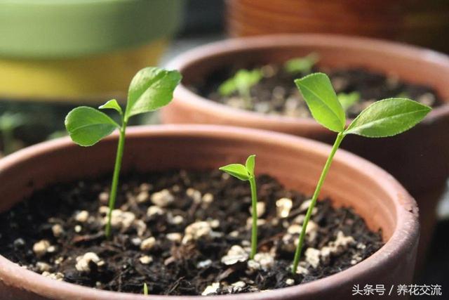 冬天在家里也能种橘子树，三周就能养成葱郁的盆栽