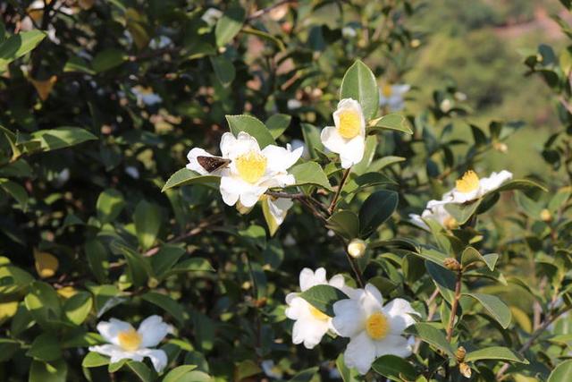 随县药山村：荒山吐新韵 油茶果飘香