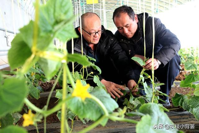 作物生长期磷肥用的巧，长势壮、用肥少，节本增产种植效益好