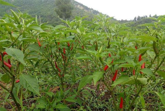 朝天椒要怎样种植？做好这几步，高产也不难