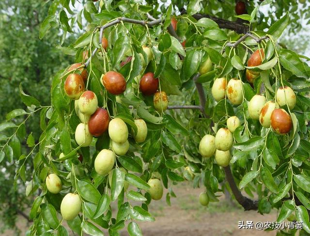 枣树开花结果少、落花落果多？学会这一招，满树大枣压枝头