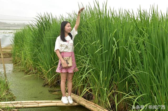 走访广西首个大型巨稻蛙基地