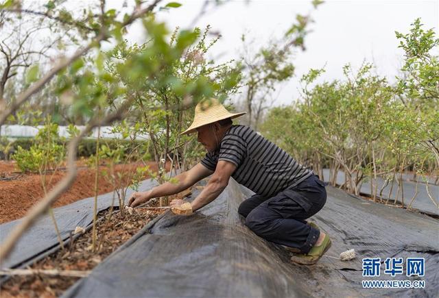 云南昆明：高原特色蔬菜育种忙