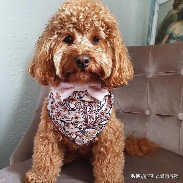 泰迪犬价格揭秘：了解这个受欢迎犬种的价格范围