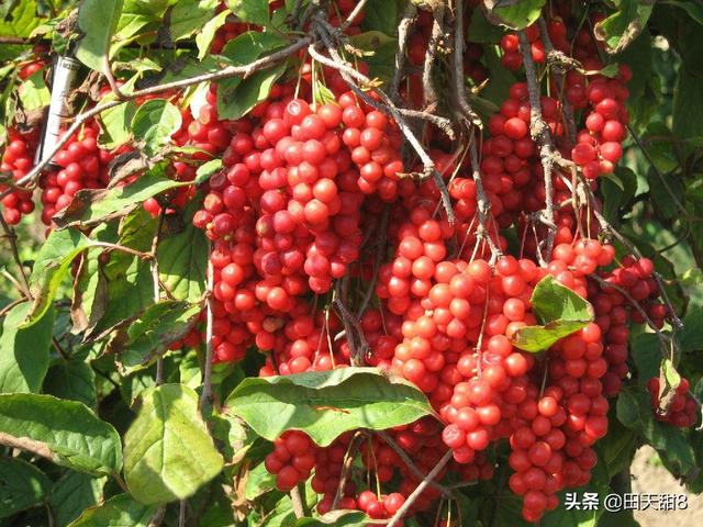 竹山秦古男子种植五味子， 打开致富门，带领乡亲们脱贫致富