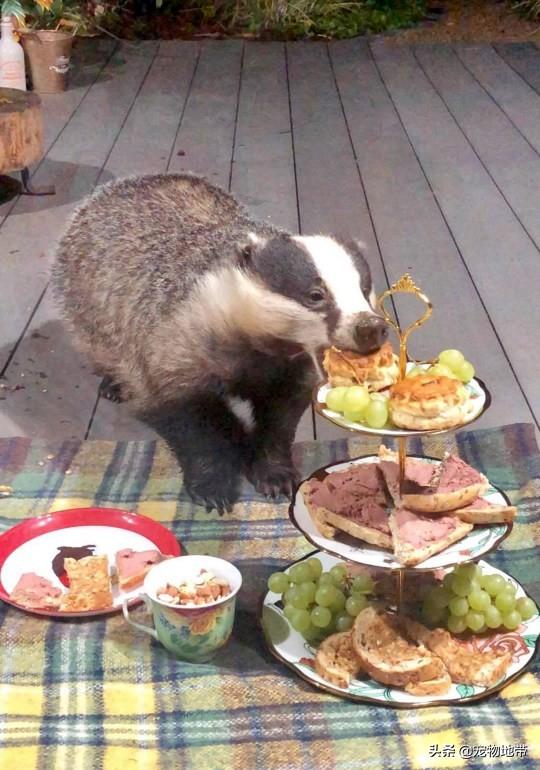 发现有好吃的 这只萌獾每天“携家带眷”来蹭饭 邻居还得好心伺候