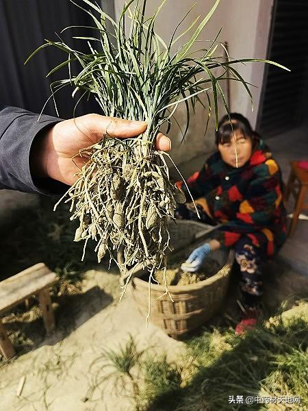 药财有道｜三台川麦冬产新开始，今年注定是个丰收年