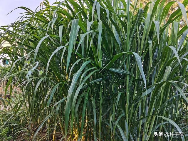 亩产16吨以上，青绿高产饲草—甜象草，到底秋、冬好种植吗？