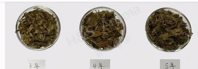 你老家有地丢荒了实在不愿意种，不妨考虑一下这种植物