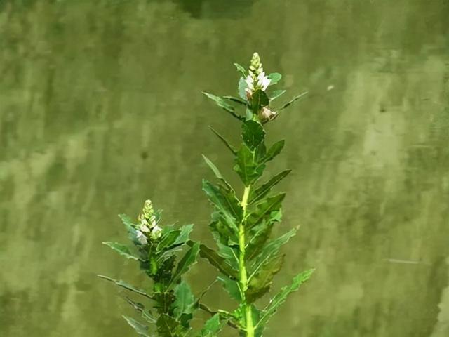 海里的杜鹃老鼠簕